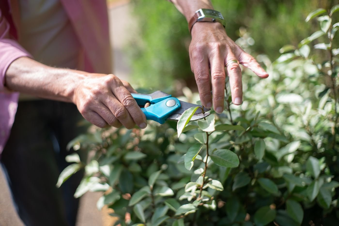 Tree and shrub care